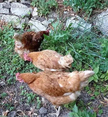 D'hotes La Tuilerie Отель типа 