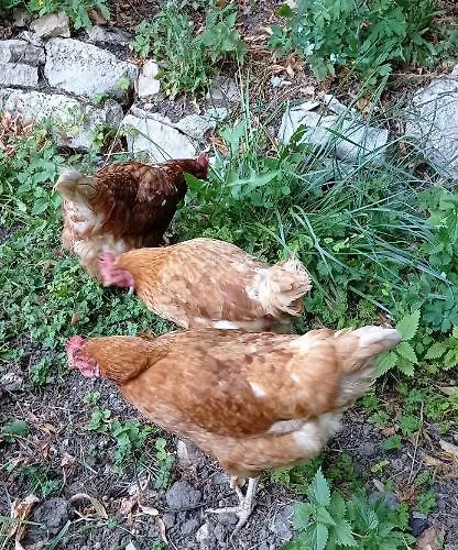 D'hotes La Tuilerie Bed & Breakfast Houdemont